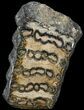 Polished Mammoth Molar Section - North Sea Deposits #44107-3